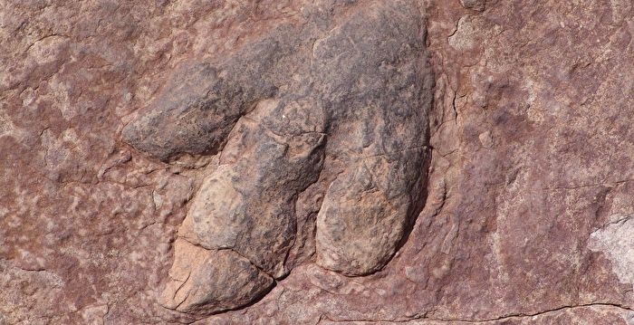 Thousands Of Dinosaur Footprints Discovered In The Mongolian Gobi