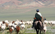 Vietnam collaborating with Mongolia for exporting animal products