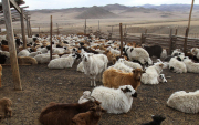 362 thousand head of livestocks were exported to the Gulf countries