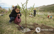 Trees will be planted on May 11-18