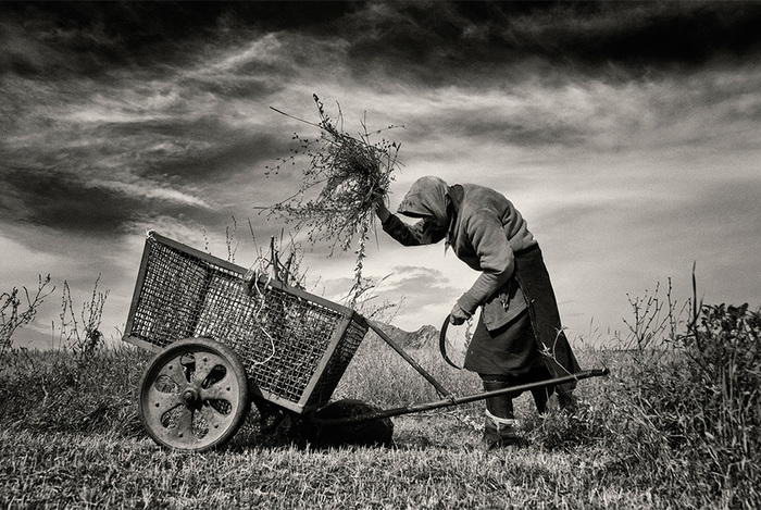 Өвс хадаж яваа хөгшин. (Костешты, Румын). Фото: Jeremy Woodhouse / TPOTY