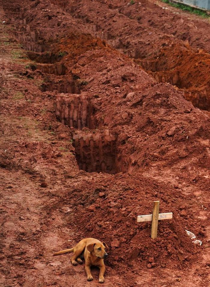 500 гаруй хүнийг авч одсон Риогийн гамшигт хөрсний нуралтын үеэр амиа алдсан эзнийхээ булшийг сахин суугаа Леао нэртэй нохой. 2011.01.15