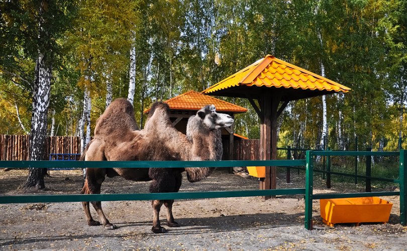 Новосибирскийн буяны алба тэмээ худалдан авав
