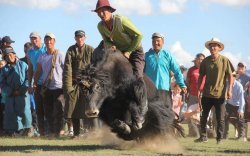 “Монгол сарлаг-2017” фестиваль амжилттай зохион байгуулагдлаа