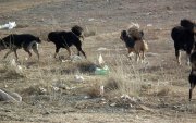 Золбин нохой, муур барих ажил хойшилжээ