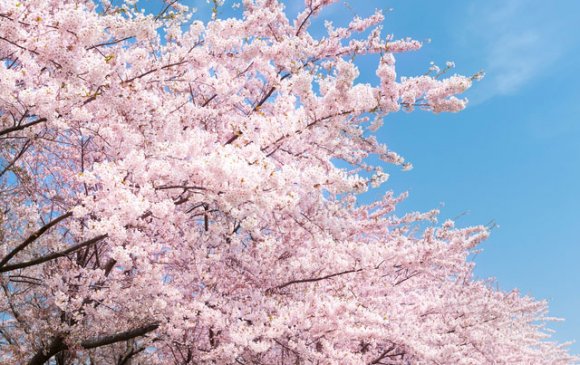 Японд сакура цэцэглэж байна