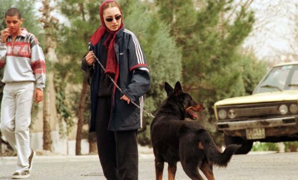Тегеранд олон нийтийн газар нохойтой явахыг хоригложээ