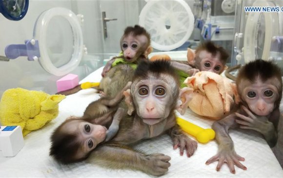 Хятадад генийн өөрчлөлттэй сармагчингуудыг хувилжээ
