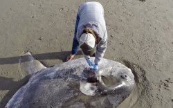 Калифорнийн далайн эргээс хоёр метрийн урттай аварга том загас олджээ