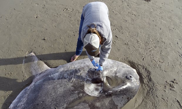 Калифорнийн далайн эргээс хоёр метрийн урттай аварга том загас олджээ