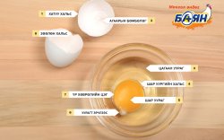 Та хэзээ нэгэн цагт өндөгний бүтцийг нарийвчлан сонирхож байсан уу?