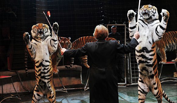 ОХУ-ын Соёлын яам цирк болон зоопаркийн амьтадтай харьцах журам гаргалаа