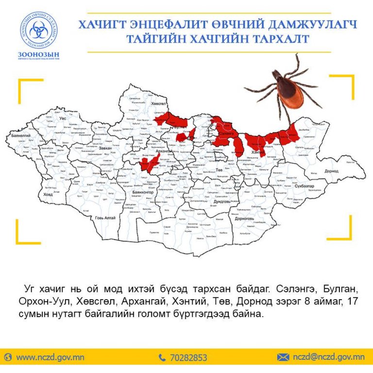 Хачгийн халдварын сэжигтэй 55 тохиолдол бүртгэгджээ | News.MN