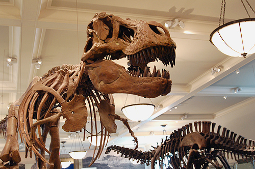 "Тиранозавр Батаарын толгойноос гадна палеонтологийн олон тооны олдвор хулгайд алдагдсан"