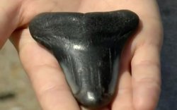 Дэлхийн хамгийн том акулын шүд олджээ