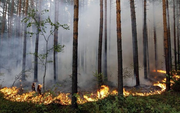 Улсын хэмжээнд 300 мянган га талбай түймэрт өртжээ