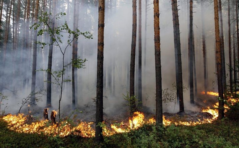 Улсын хэмжээнд 300 мянган га талбай түймэрт өртжээ