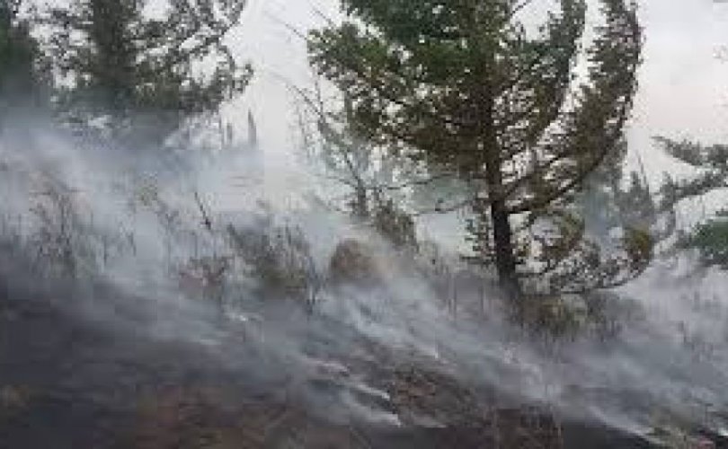 Он гарсаар 62 удаагийн ой, хээрийн түймэр гараад байна