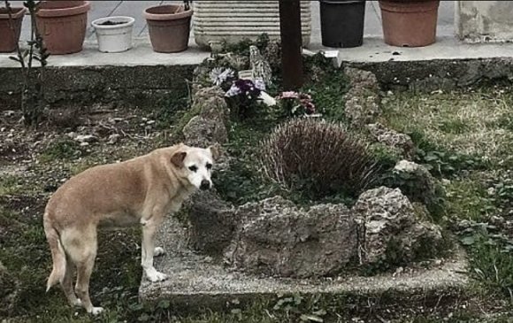 Эзнийхээ булшны дэргэд 10 жил амьдарсан нохойг нойрсуулжээ