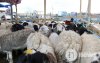 хонины үнэ (3)