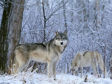 Австрийн эрдэмтэд чоно нохойноос илүү халамжтай амьтан гэдгийг баталжээ