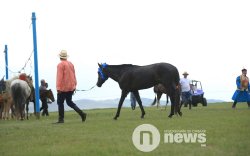 “Их хурд-8”: Шигшмэл азарга, их насны морьд уралдана