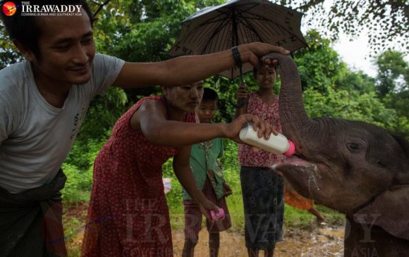 Мьянмар дахь зааны өнчин тугал асрах газар бүл нэмжээ