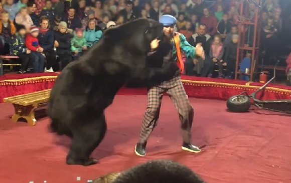 Оросод циркийн үзүүлбэрийн үеэр баавгай сургагч руугаа дайрчээ 