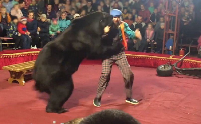 Оросод циркийн үзүүлбэрийн үеэр баавгай сургагч руугаа дайрчээ 