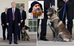 Гүйцэтгэх ажиллагаанд онцгой үүрэг гүйцэтгэсэн нохойг Трамп танилцуулав