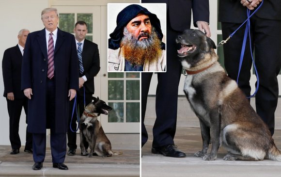Гүйцэтгэх ажиллагаанд онцгой үүрэг гүйцэтгэсэн нохойг Трамп танилцуулав