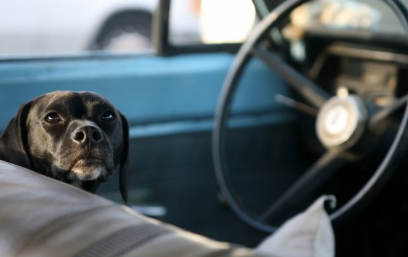 Нохой нэг цагийн турш машин жолооджээ