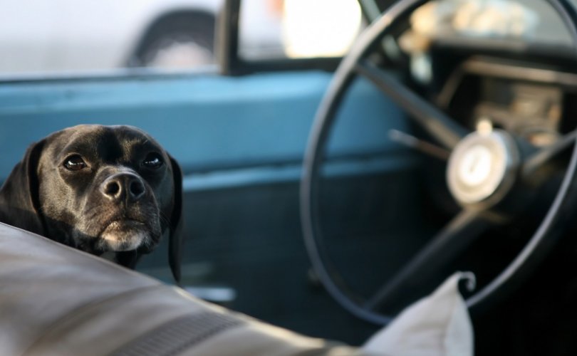 Нохой нэг цагийн турш машин жолооджээ