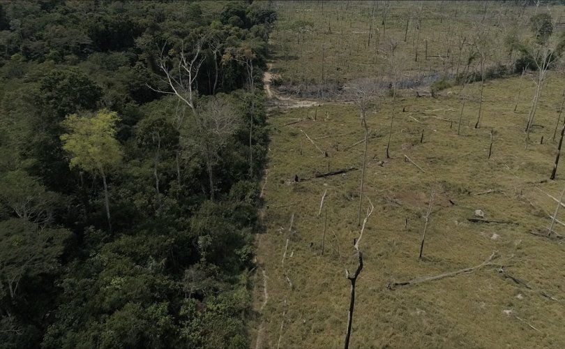 Амазоны ширэнгэн ой сүүлийн арван жилд 10.3 сая хөлбөмбөгийн талбайтай тэнцэх хэмжээгээр жижгэрчээ