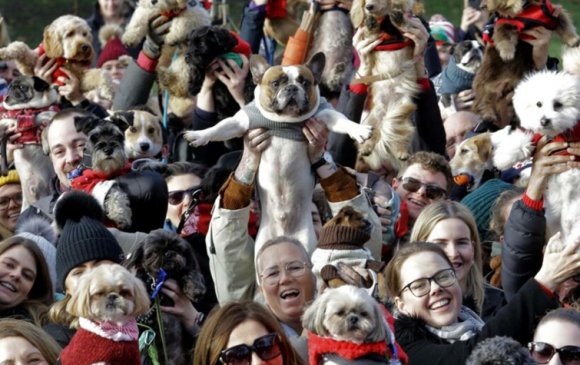 Ноосон цамцтай 350 нохой цугларч, дэлхийн дээд амжилт тогтоолоо