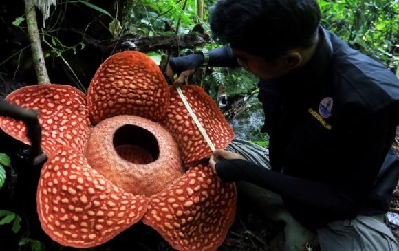 Дэлхийн хамгийн том цэцэг муудсан мах шиг үнэртдэг