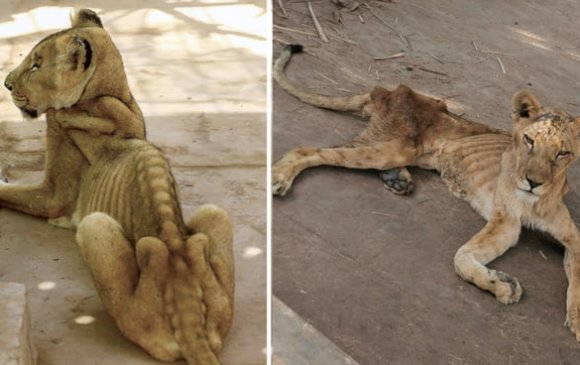 Амьтны хүрээлэнгийн арслангууд үхэж байна