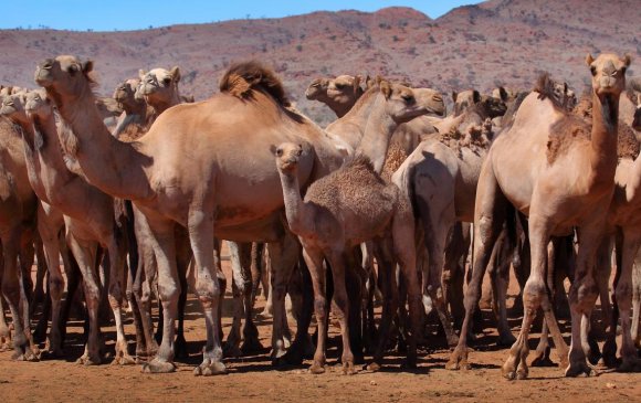 Австрали ундны ус хэмнэхийн тулд 10 мянган тэмээг буудаж, устгана