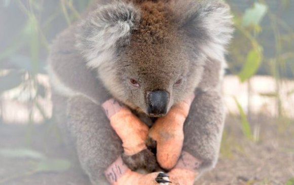 Австрали: Амьтны 113 зүйлд яаралтай тусламж хэрэгтэй байна