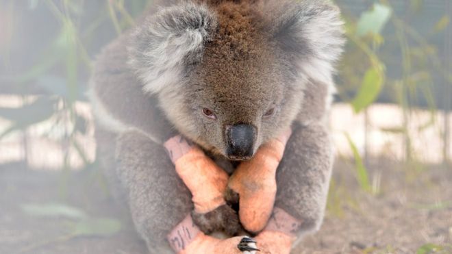 Австрали: Амьтны 113 зүйлд яаралтай тусламж хэрэгтэй байна