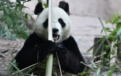 Москвагийн амьтны хүрээлэнгийн панда хулсгүй үлдэхгүй
