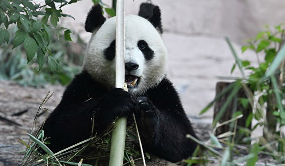 Москвагийн амьтны хүрээлэнгийн панда хулсгүй үлдэхгүй