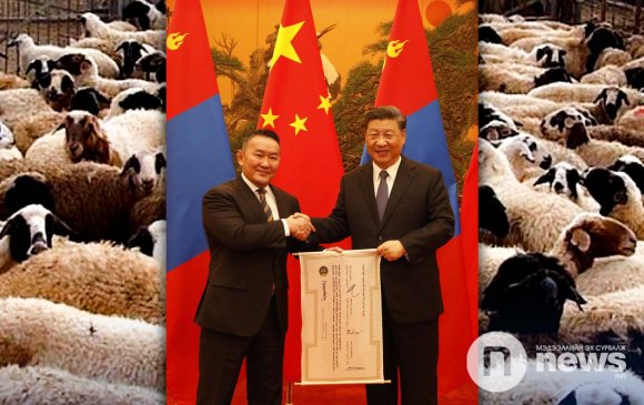 "Хятад руу 30 мянган хонь амьдаар гаргасан ч малын ген алдагдахгүй"