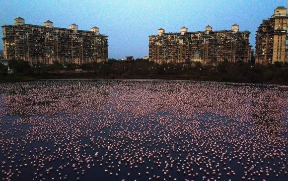 Хөл хориотой Энэтхэгт мянга мянган фламинго чуулж байна