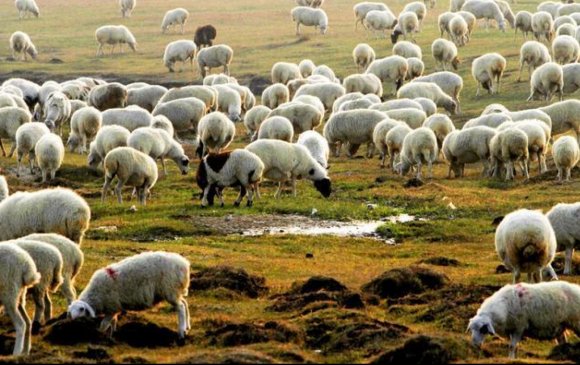 БНХАУ-ын тал тусламжийн 30 мянган хонио амьдаар нь авна гэжээ