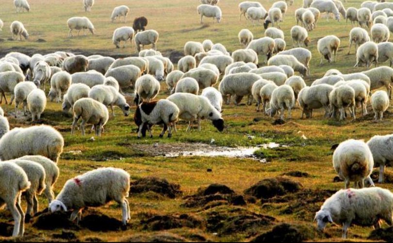 БНХАУ-ын тал тусламжийн 30 мянган хонио амьдаар нь авна гэжээ