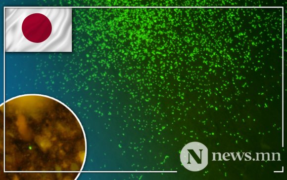 Японы эрдэмтэд 100 сая жилийн турш ичсэн микробуудыг амилуулжээ