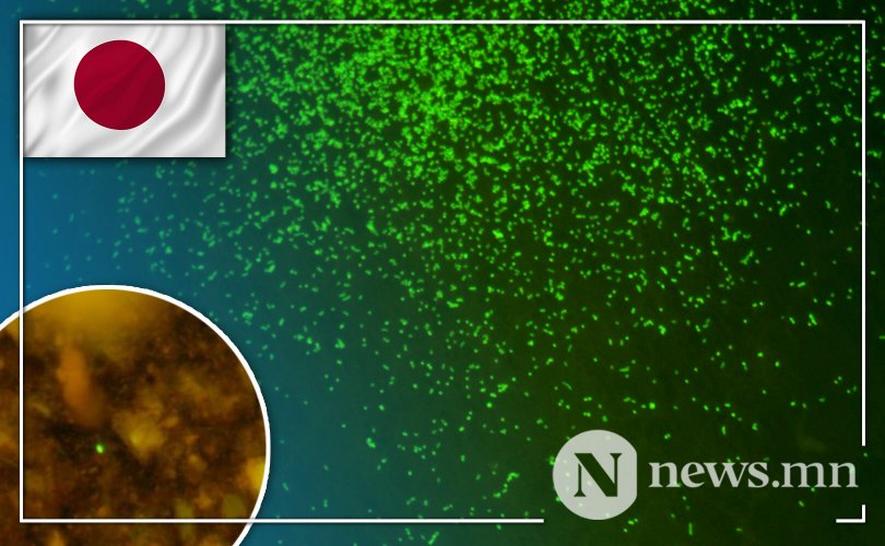Японы эрдэмтэд 100 сая жилийн турш ичсэн микробуудыг амилуулжээ
