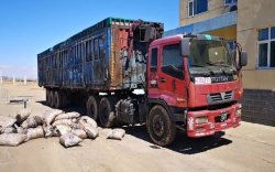 Дэрэвгэр жиргэрүү ургамлыг хилээр гаргах гэж байсныг илрүүлжээ