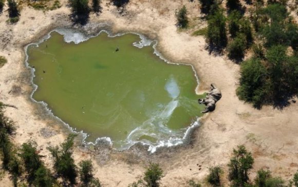 Ботсванад усны бохирдлоос болж, 300 гаруй заан үхжээ